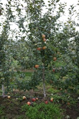 1-Bud 67-5-32 (picked)