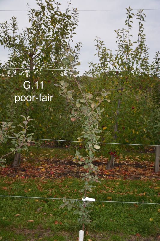 5-G.11 poor-fair